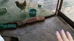 Содержание мускусных уток и кур несушек!