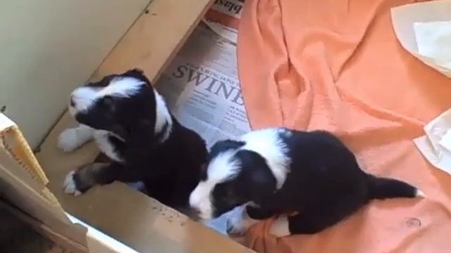 Tiara and Brodie Puppies Play смотреть онлайн