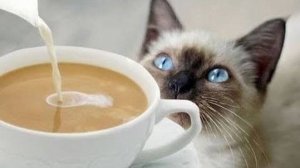Кафе Манящие коты