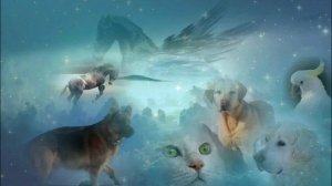 Что происходит с животными после смерти.  Душа хозяина встретится с душой животного