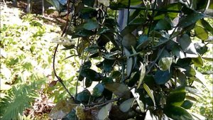 A Visit With Hoya lacunosa 'Royal Flush'