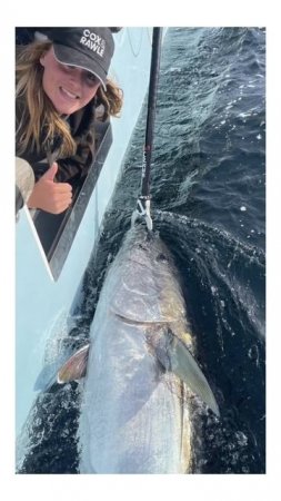 Uk Atlantic Bluefin Tuna catch and release boat fishing