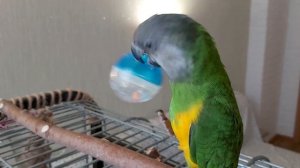 Сенегальский попугай.