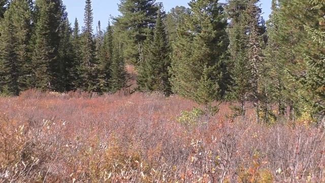 Охота на Марала в Сибири. Выход на вабу. смотреть онлайн