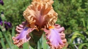 Канкан ирисов