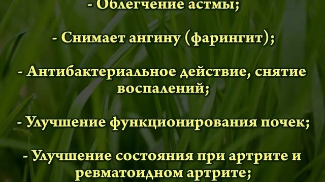 Хлорофилл -  энергия растений для здоровья и молодости!