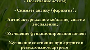 Хлорофилл - энергия растений для здоровья и молодости!