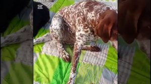 Вот так живут хвостики в приюте Четыре лапы Ташкент
