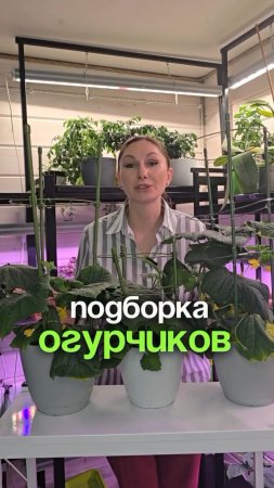 Сегодня у нас для вас подборка сочных, хрустящих огурчиков 🥒