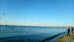 Анапа. Февраль. Чайки над морем.