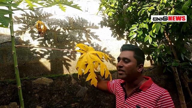 Papaya Cultivation in Sri Lanka / Papaya Leaf spot disease