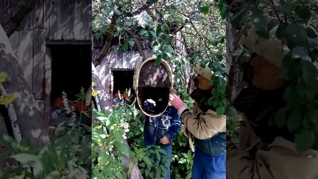 Рой пчёл 2. смотреть онлайн