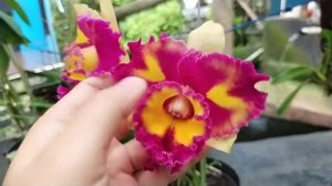 Cattleya Rungnapa Fancy
