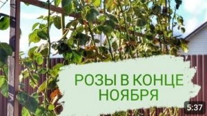 РОЗЫ В КОНЦЕ НОЯБРЯ. 26.11.2023г.