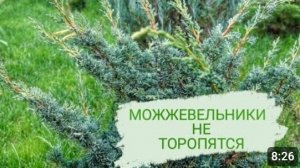 МОЖЖЕВЕЛЬНИКИ НЕ ТОРОПЯТСЯ МЕНЯТЬ СВОЙ ЦВЕТ К ЗИМЕ. 1.11.2023г.
