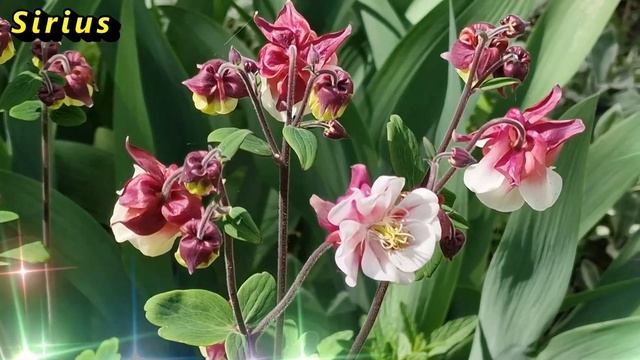 3 июня день Елены: что категорически нельзя делать смотреть онлайн