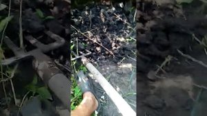 малина спасаем от хруща