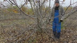 Сбор грецкого ореха. Осень 2022.