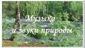 Река в березовой роще / Музыка и звуки природы для отдыха, сна, медитации
