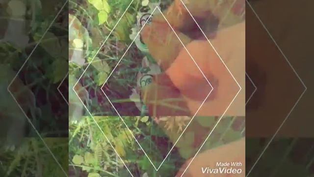 Lps-Клип(первое видео)Летний клип. смотреть онлайн