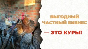 С Лежанкой-Теплянкой чистить курятник НЕ НАДО, обогревать НЕ НАДО! Только собирай яйца! БашИнком