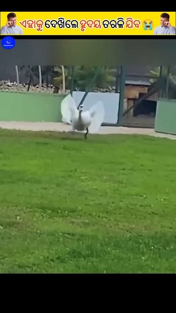 ଦେଖିଲେ ହୃଦୟ ତରଳି ଯିବ 😭 | amazing facts | fact in odia #viralshort #fact #facts #sad #bird #short смотреть онлайн