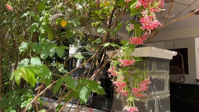 Combretum indicum, home entrance decorating flowers смотреть онлайн