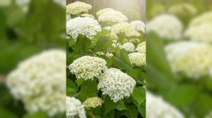 #Hydrangea #Sukusum #Plant #Flower #Benefits #Symbolism #You Tube Nature