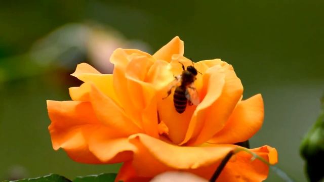 Bees Pollinating смотреть онлайн