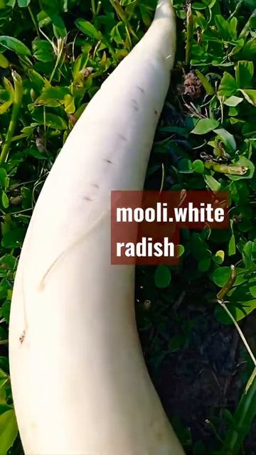 # mooli.white radish #shorts #youtubeshortvideo #trending #viral #viralshorts #mooli #whiteradish смотреть онлайн