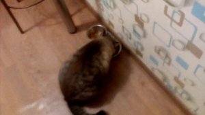 Как ухаживать за котом🐱🐱🐱🐱🐱🐱🐄😎😻