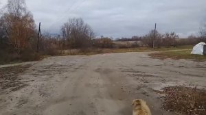 Поселок Коршуновка Пичаевский район