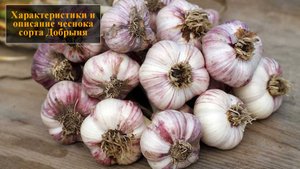 Характеристики и описание чеснока сорта Добрыня
