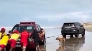 собаки друзья людей