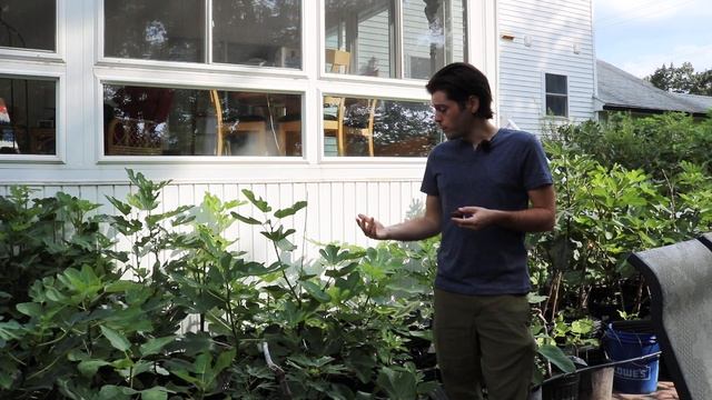 Salato - A local Italian fig that is a new Favorite смотреть онлайн