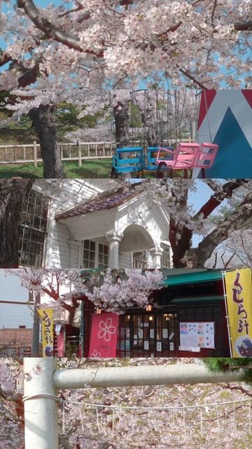 Spring in Hakodate. #streetvision #streetvibes #fujifilm #cherryblossom #springvibes #hakodate