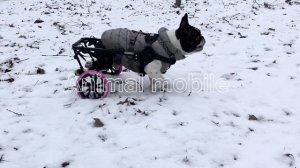 Собаки на колесах Animal mobile.
