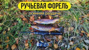 #troutfishing  | Микро речка | Ручьевая форель | Осенняя раздача |