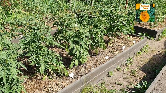 ТОМАТЫ-ГНОМЫ В ОТКРЫТОМ ГРУНТЕ. КАК ПАСЫНКУЮ, КАКИЕ ЛИСТЬЯ УДАЛЯЮ ДЛЯ ОТЛИЧНОГО УРОЖАЯ. смотреть онлайн