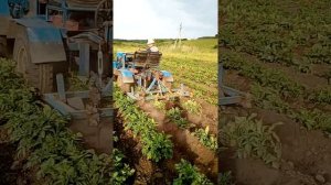 Окучивание картофеля самодельным трактором