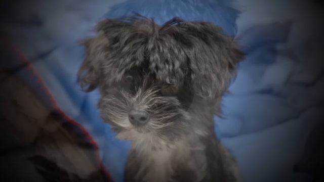 Nacho Perro - A Very Hairy Hairless Chinese Crested Dog смотреть онлайн