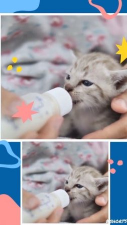 #little #kitten feeding milk #cat #shorts #youtubeshorts #ytshortsIndia