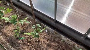Как подвязать помидоры в теплице | Делюсь своим способом