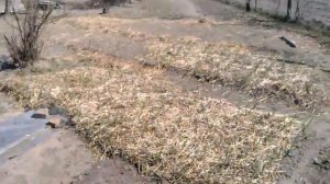 Чеснок под соломой