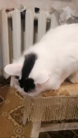 Кот занял стул