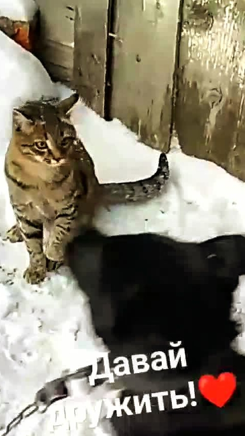 Кот и пёс! Такая дружба! Юмор с животными!😁🐕😻