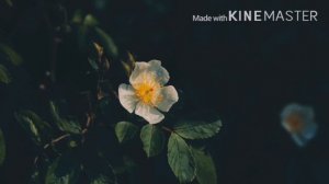 Мамуржон домла Пайгамбарлар тарихи  2 кисм одам ва хавомомони жаннатдан чикарилиши