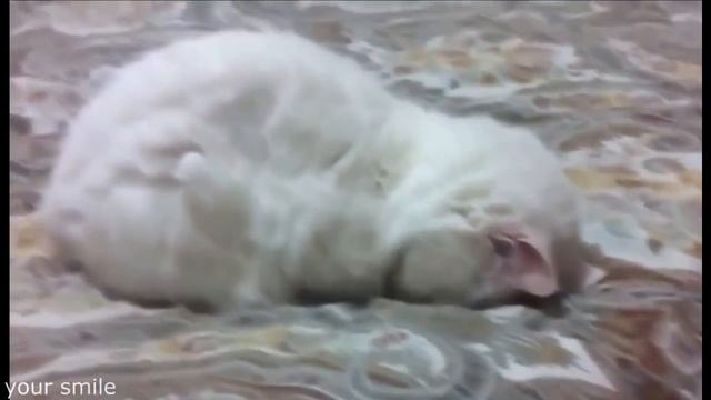 КОТЫ ПРИКОЛЫ Спят 2015 Funny cats sleep 2015 смотреть онлайн