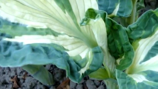 Королева тени - ХОСТА смотреть онлайн