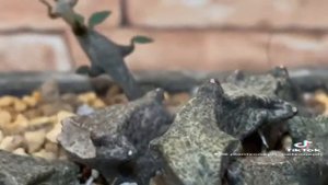 Ceropegia Bosseri "Black Dragon"